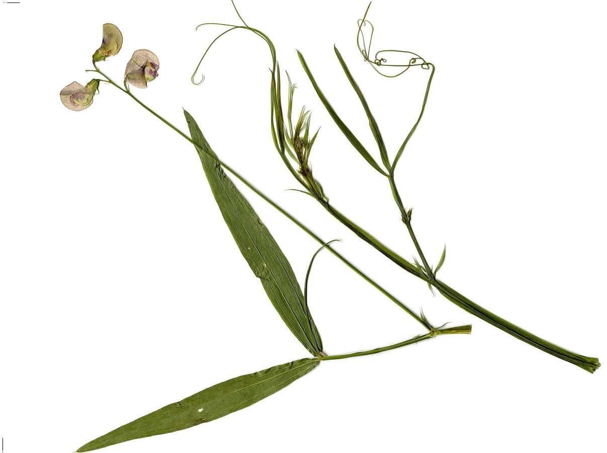 Lathyrus membranaceus (Fabaceae)